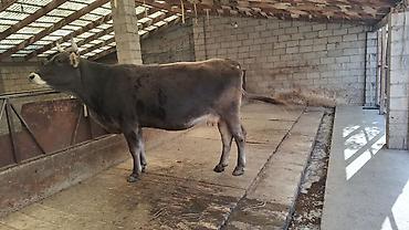 продам голубей: Продаю | Корова (самка) | Швицкая | Для разведения, Для молока | Племенные, Стельные, Искусственник — 8