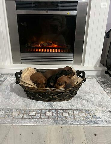 Psi: Patuljasti jazavičari kratkodlaki Patuljasti jazavičari kratkodlaki — 6