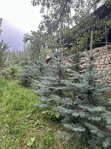 цветок фикус: Ель голубая (Picea pungens, blue spruce) — декоративные саженцы для — 3