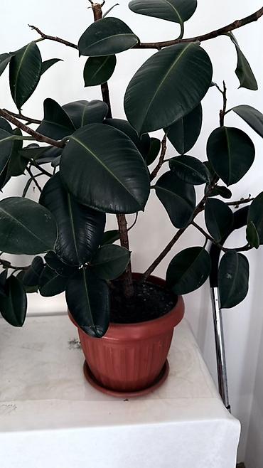 вазы для цветы: Фикус эластика (Ficus elastica) в горшке. - Крупные глянцевые — 1