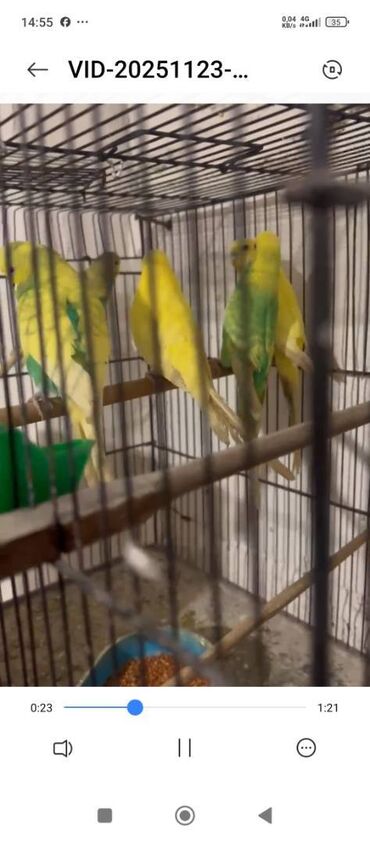 Tutuquşları: Hazır Cutlerdir hamısının altında bala ve yumurtaları var 9qusdur — 3