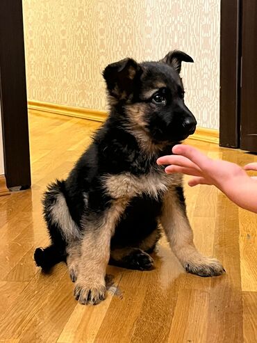 golden itlerin qiymeti: Alman çoban iti, 1 ay, Erkek, Ünvandan götürmə