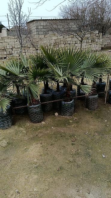 Деревья: Xurma (xurma xurması) və fan xurma (Washingtonia/Trachycarpus tipli) — 7