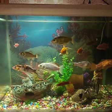 balığ: Dördbucaq akvarium, Balıqlarla birlikdə, 130 l, Ünvandan götürmə — 2