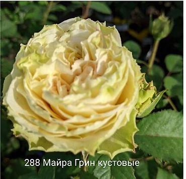 Rose saplings: Кустовые розы — сорта: - Э Шропшир Эд (№534): густомахровые — 38