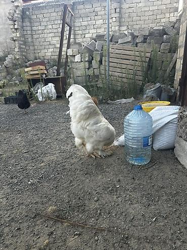 cuce ve xoruz temsili: Ag Brama xoruzu satılır — 3