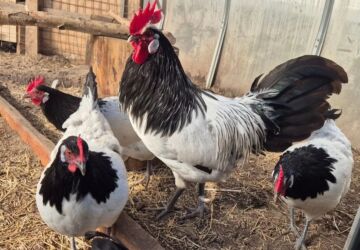 куплю свиней живым весом срочно: Продаю | Петух, Куры | Домашняя | Для разведения, Несушки