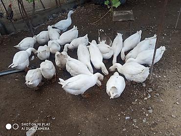 ördək qaz: Ağ qaz sürüsü - Növ: Ağ ev qazları - Say: şəkillərdə çoxsaylı sürü — 3