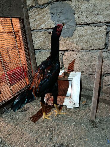 Xoruzlar: 7 ayliq becediler biri 70 azen super qani var — 2