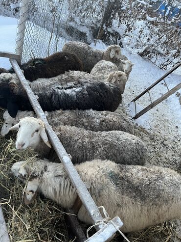 кочкор продаю: Сатам | Ургаачы кой (ургаачы), Кочкор (эркек) | Союуга | Бычылган, Ургаачы, Токту