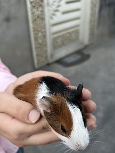 K/t heyvanları və malları: Trikolor dekorativ dəniz donuzu (guinea pig)(5 ededdir) - Cins — 4