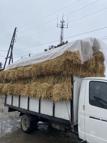 корова токмак: Продаю | Бык (самец) | Абердин-ангус | Для молока | Искусственник