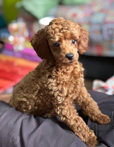 Psi: Nasa odgajivacnica se nalazi u Indjiji i bavimo se uzgojom pasa 15 — 11