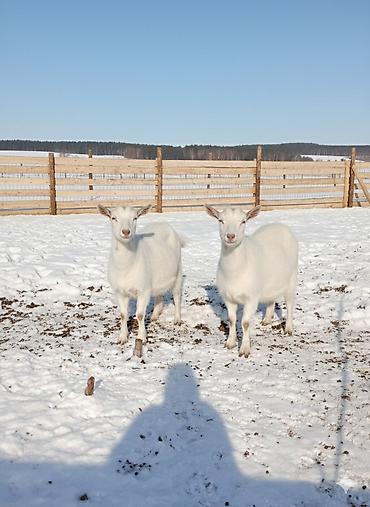 Козы, козлы: Продаю | Коза (самка) | Для молока | Племенные — 31