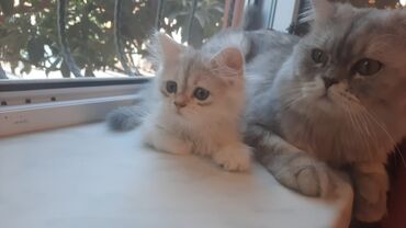 Kabellər: Qızıl şinşilla