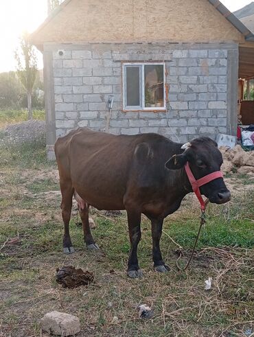 живые дрожи: Продаю | Корова (самка)