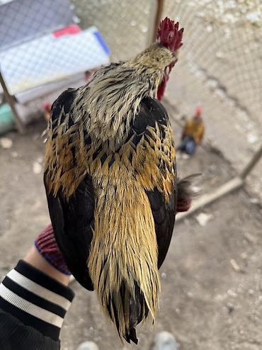 Куры, петухи: Продаю | Куры, Петух | Для разведения — 1