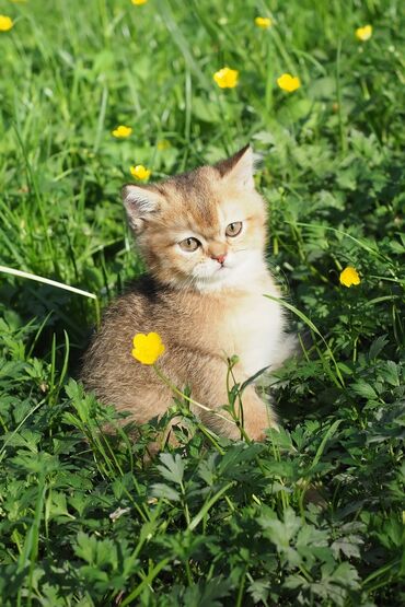 Продажа кошек: Британская короткошёрстная, 3 месяца, Девочка, Золотая шиншилла