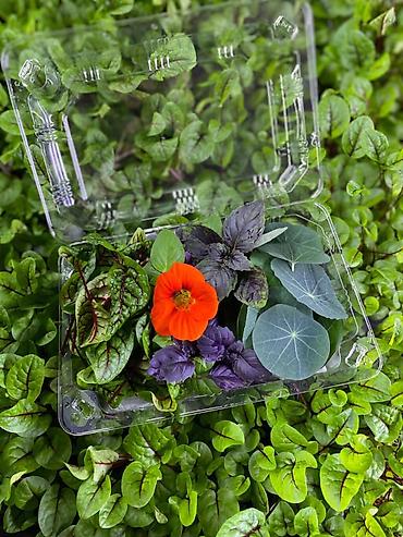 Микрозелень: Микрозелень и молодые травы в кассетах - Ассортимент: микрозелень — 41