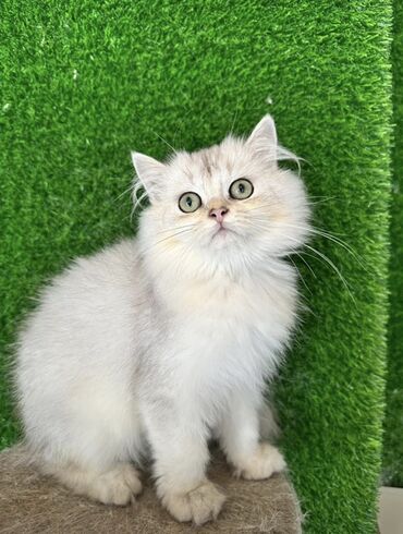 купить кота в баку: Fars