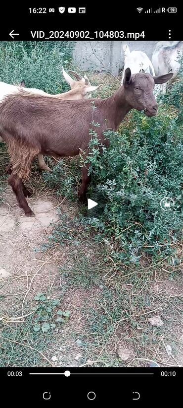 конный завод донской продажа лошадей: Альпийская порода улак сатылат 2 фото ушу эчкинин улагы улак 16мин сом