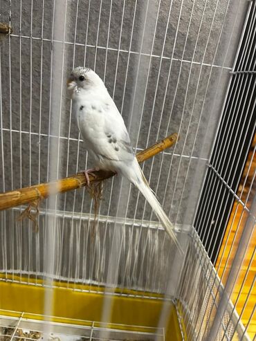 ağıllı lövhə satışı: Məhsul: Məhəbbət quşları satilir