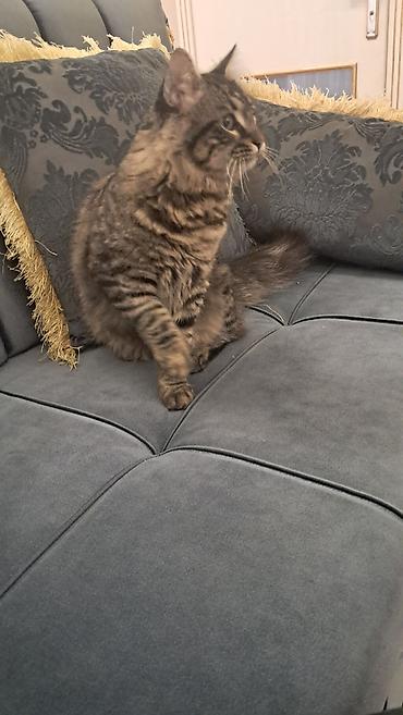 Pişiklər: Meyn-kun, Erkək — 4