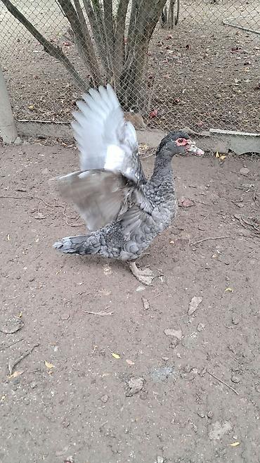 pitbul satışı: Erkək, | Lal ördək, Damazlıq — 3