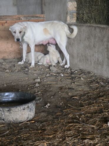 İtlər: Salam hamıya! çox sağlam və gözəl küçüklər satılır! 2 aylıg, erkək və — 8
