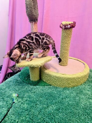 Продажа кошек: Бенгальская, 2 месяца, Мальчик, Приучена к лотку, Проглистована, С документами — 10