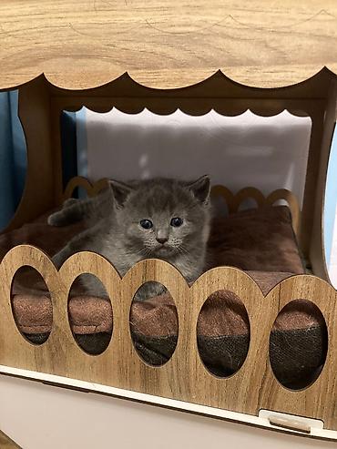Кошки: Самец, Самка, В добрые руки, Доставка в районы, Платная доставка, Самовывоз — 3