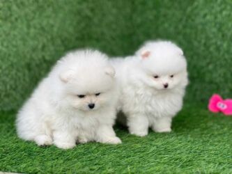 ineklerin satisi: Шпиц, 2 месяца, Самец