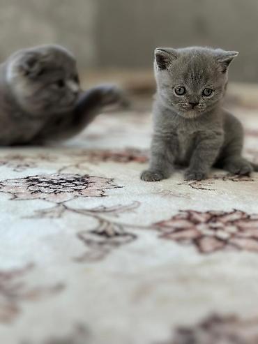 мышык сатылат ош: Шотландские вислоухие котята (Scottish Fold), окрас голубой — 1
