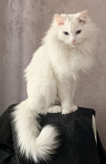 сколько стоит домик для кошки: Кошка даром: Ангорская, более 5 лет, Девочка, Кастрирована, Приучена к лотку, Проглистована