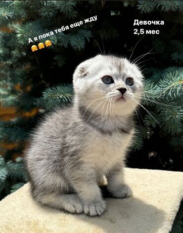 вислоухий сиамский кот: Продаются чистокровные приученные к лотку и когтеточке котята
