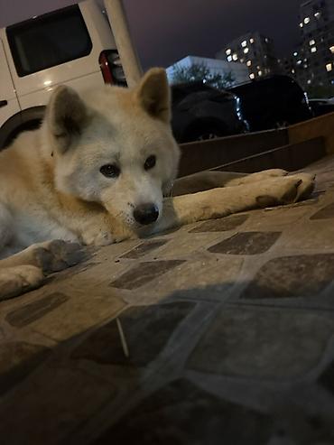 husky iti: Akita-inu, Erkək — 1