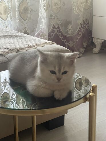 Pişiklər: Şinşilla, Erkək, Cütləşmə üçün -da lalafo.az — 8 Pişiklər: Şinşilla, Erkək, Cütləşmə üçün — 8