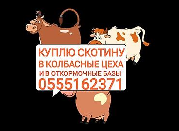 Частное лицо, Колбасный цех : Коровы, быки, Лошади, кони, | Круглосуточно, Любое состояние, Забитый