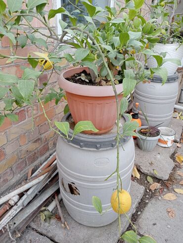 пескоструй бишкек: Срочно продаю лимон с плодами торг уместен