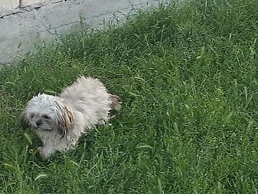 İtlər: Pekines, 8 ay, Erkek, Ödənişli çatdırılma — 7