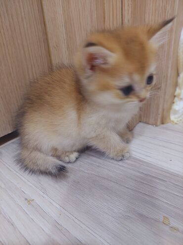 Pişiklər: Qızıl şinşilla, Erkək, Dişi, Yaxşı əllərə, Ünvandan götürmə -da lalafo.az — 12 Pişiklər: Qızıl şinşilla, Erkək, Dişi, Yaxşı əllərə, Ünvandan götürmə — 12