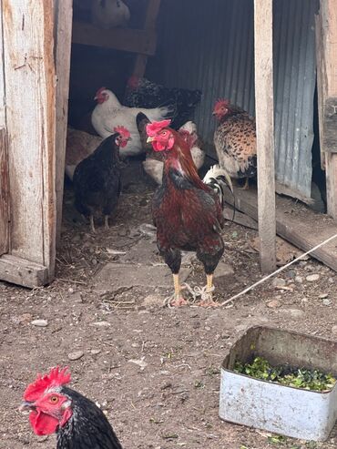 qizil qus: İri çəkili sağlam heyratı qarışığı əla xoruzdu damazlığa da yaxşıdı