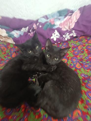 Черные котята - Милые домашние котята с короткой гладкой шерстью