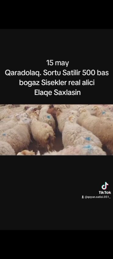 16 May Qaradolaq sortu Satilir 500 bas bogaz Sisek hamisi