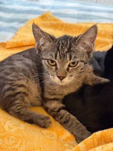 товары для кошек: Котёнку 3 месяца, девочка. Котёнок очень любознательный, приучен к