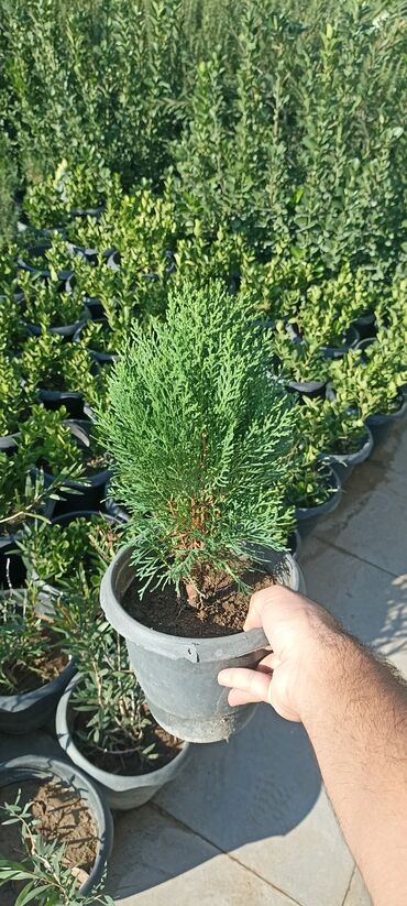 Ağaclar: Dekorativ çöl bitkilərinin satışı və Sifarişlə yetişdirilməsi.Satış -da lalafo.az — 13 Ağaclar: Dekorativ çöl bitkilərinin satışı və Sifarişlə yetişdirilməsi.Satış — 13