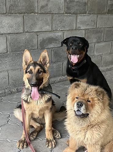 Продажа собак: 🐕 ДРЕССИРОВКА СОБАК | ПЕРЕДЕРЖКА + ОБУЧЕНИЕ 🐾 Опыт работы с собаками — 18