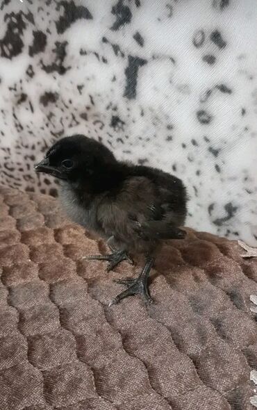 Xoruzlar: Xoruz, il: 1 -da lalafo.az — 19 Xoruzlar: Xoruz, il: 1 — 19