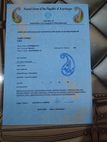 İtlər: Kane-Korso, 2 il, Erkek, Peyvəndli, Ünvandan götürmə — 9