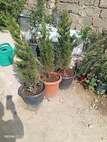 beryoza ağacı azerbaycan dilinde: Thuja (ardıc) dekorativ ağaclar – qablarda - Bitki: Həmişəyaşıl — 1